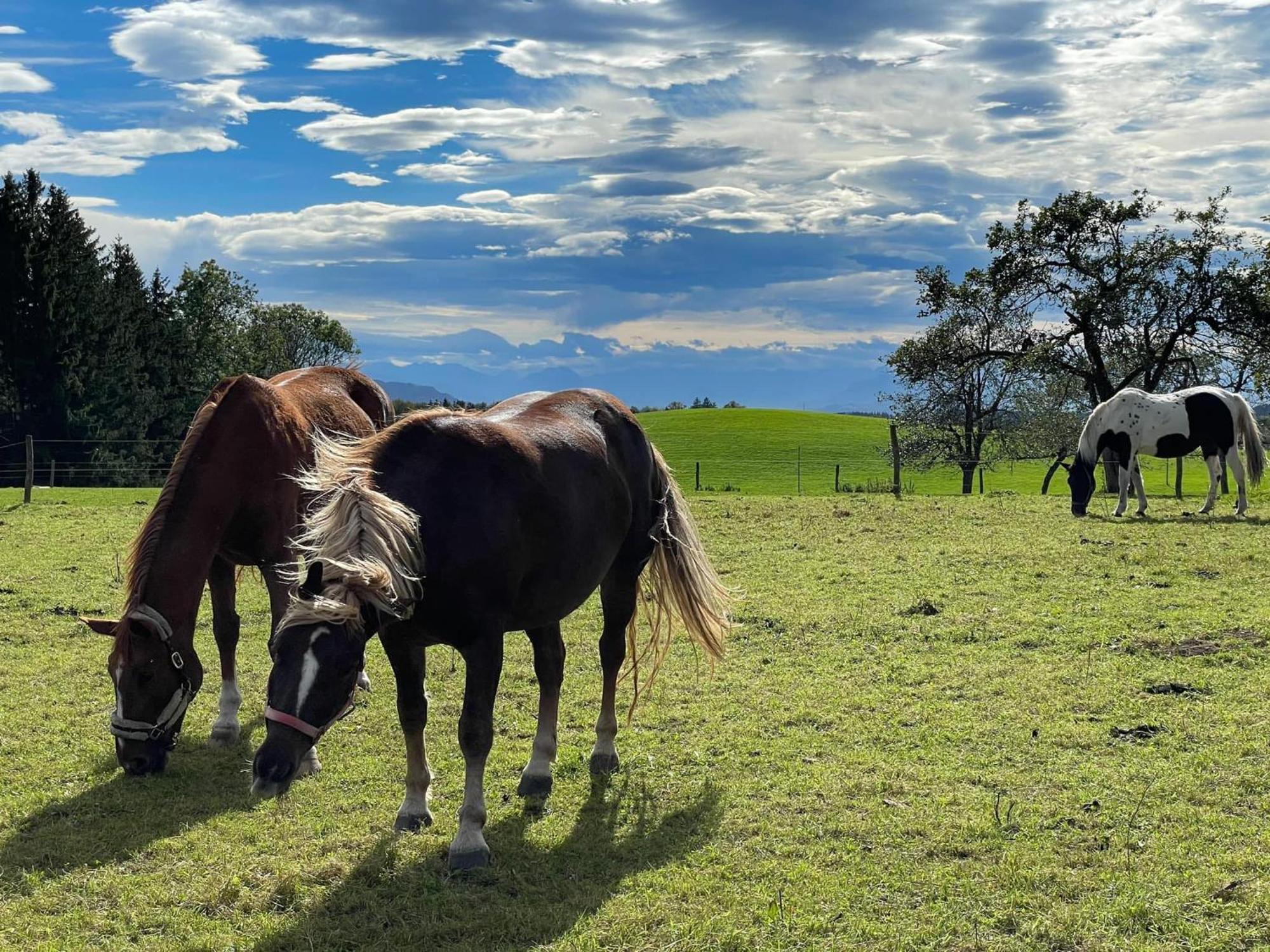 Ferienwohnung Hintermoos Kisslegg Bagian luar foto
