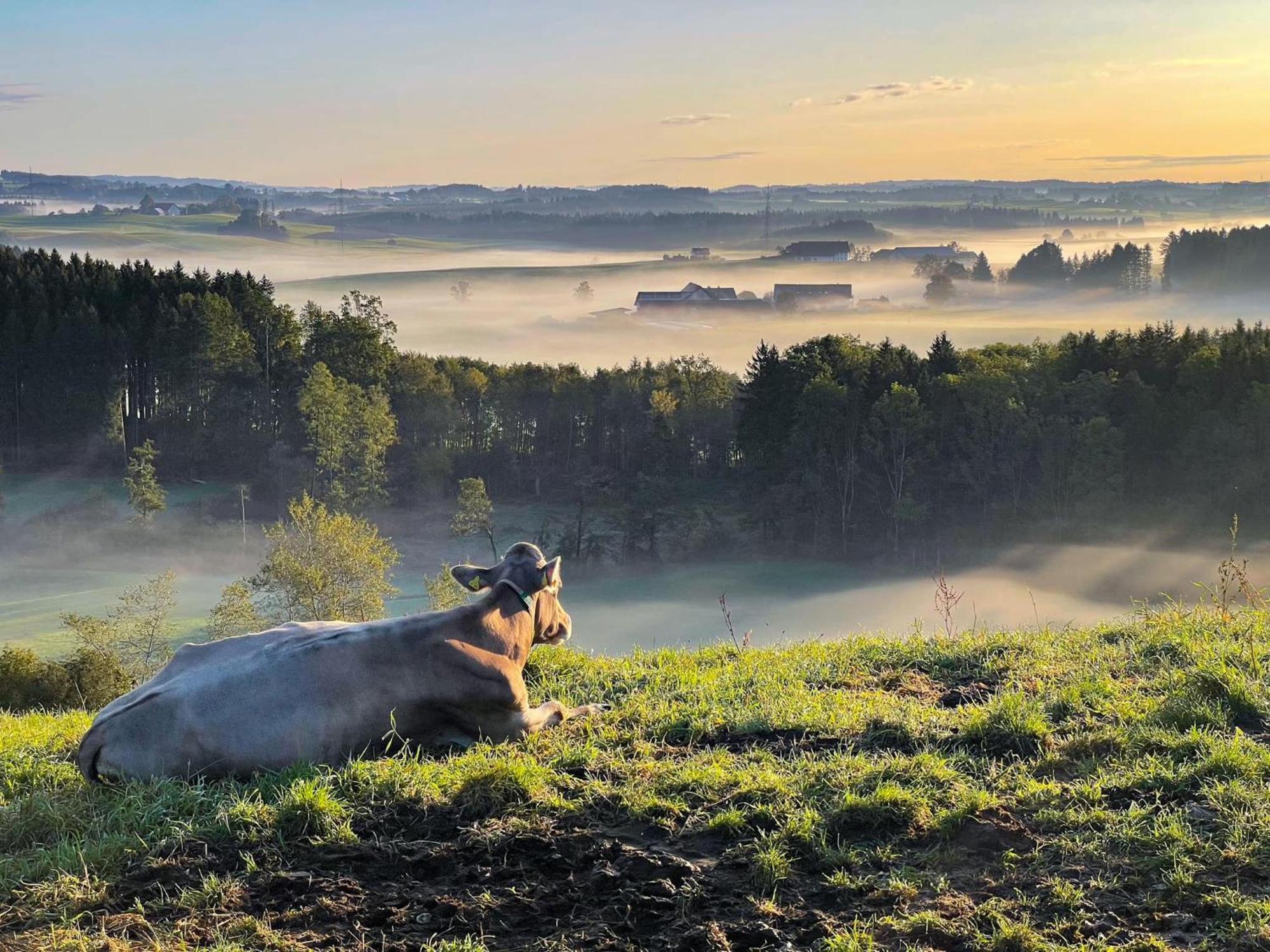 Ferienwohnung Hintermoos Kisslegg Bagian luar foto