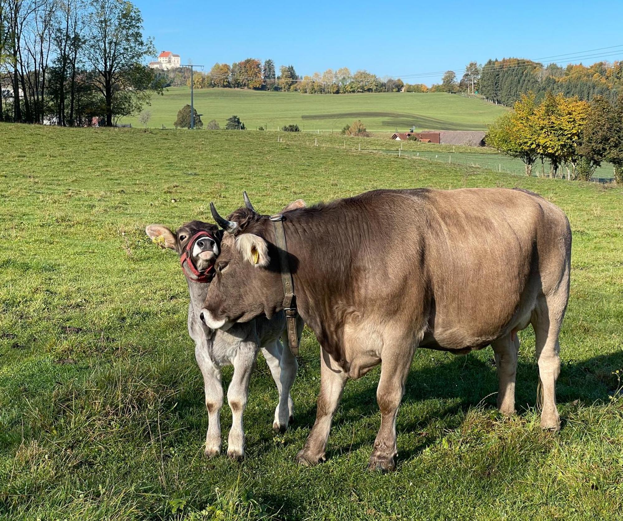 Ferienwohnung Hintermoos Kisslegg Bagian luar foto